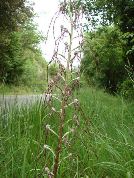 Himantoglossum adriaticum