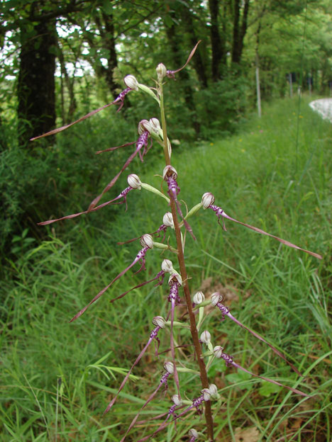 Himantoglossum adriaticum