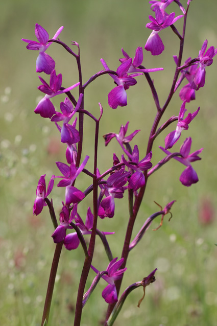 Orchidee dal lago di Sibolla