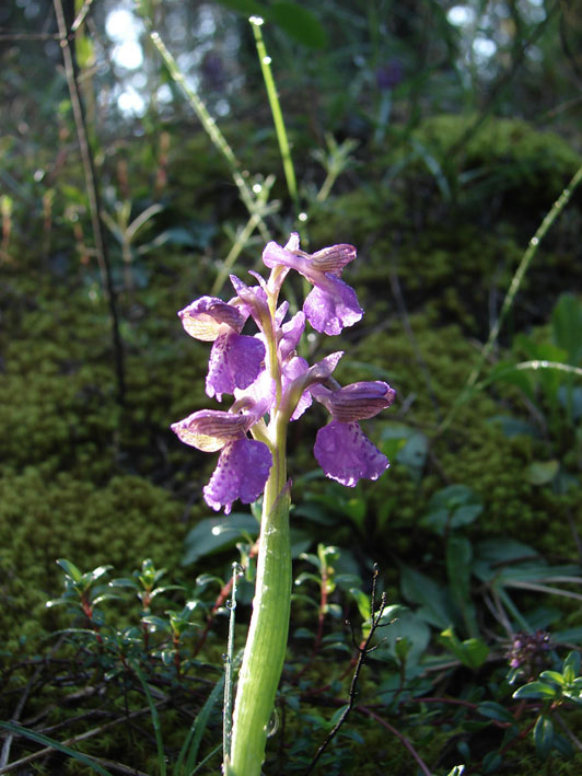 Orchidee del Valdarno Empolese