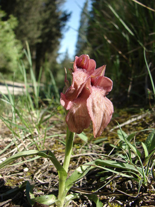 Orchidee del Valdarno Empolese