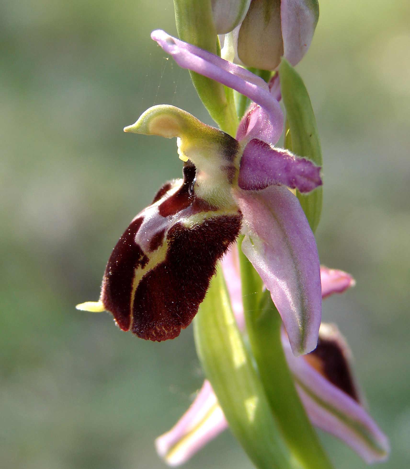 Ophrys exaltata subsp. tyrrhena