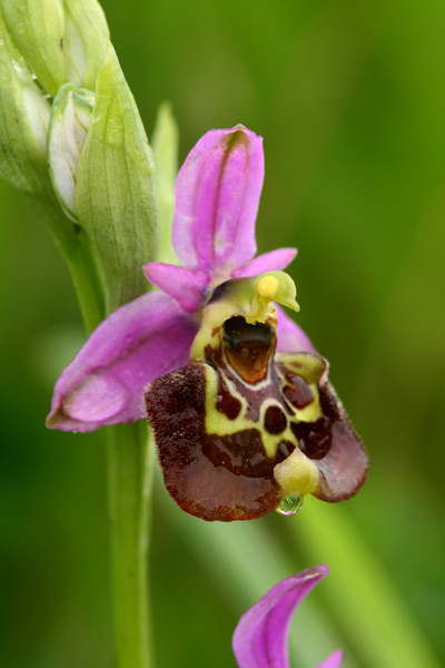 Ophrys holosericeae Monti Pisani variabilit