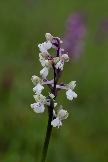 Fioriture inaspettate