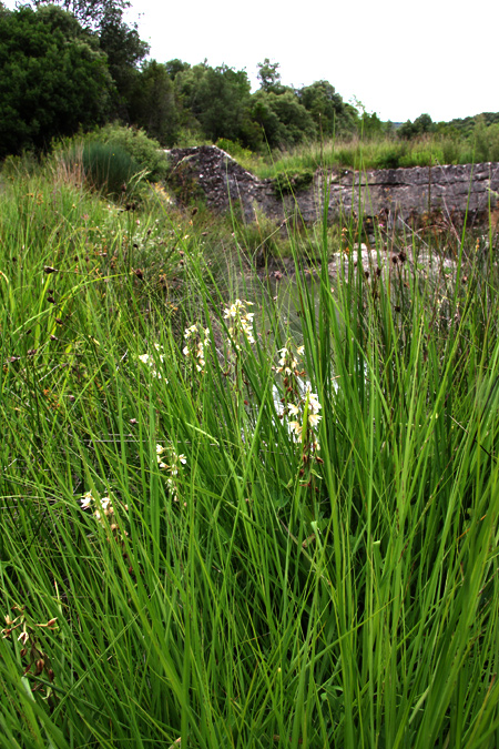 Nuova stazione di Epipactis palustris in Valdelsa