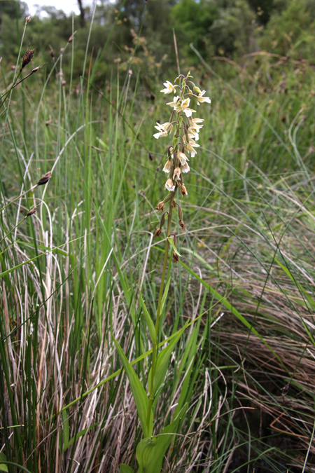 Nuova stazione di Epipactis palustris in Valdelsa