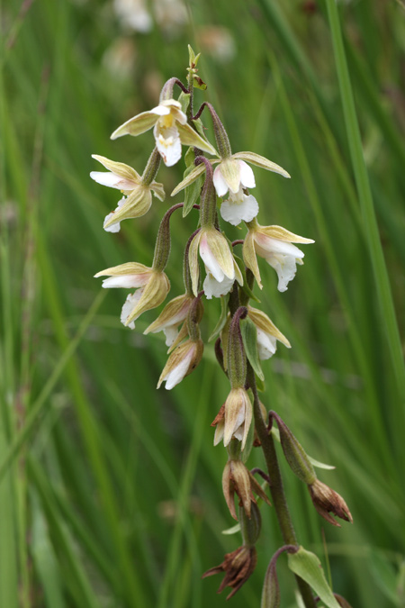 Nuova stazione di Epipactis palustris in Valdelsa