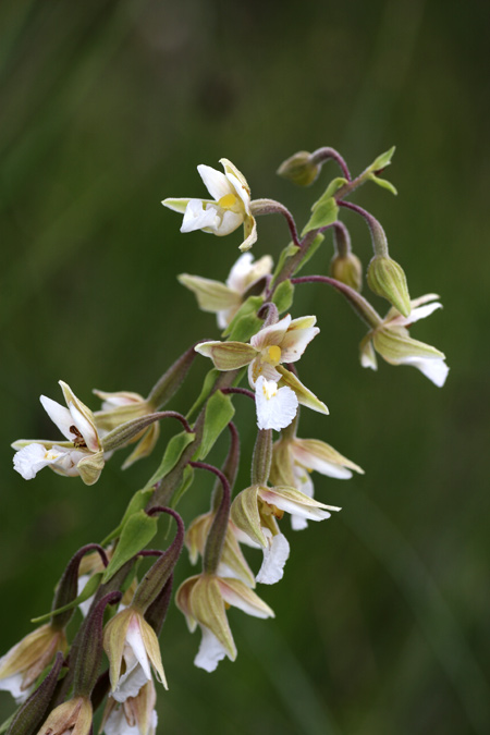 Nuova stazione di Epipactis palustris in Valdelsa