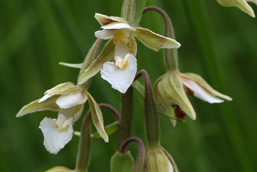 Nuova stazione di Epipactis palustris in Valdelsa