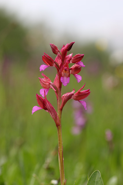 Fioriture inaspettate