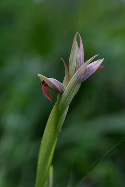 Serapias parviflora