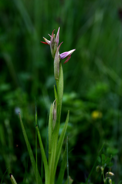 Serapias parviflora