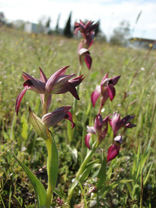 Orchidee del Valdarno Empolese