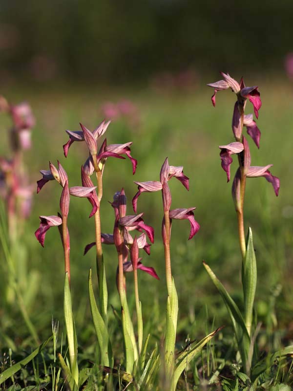 Serata sulle Orchidee spontanee della Toscana -invito-