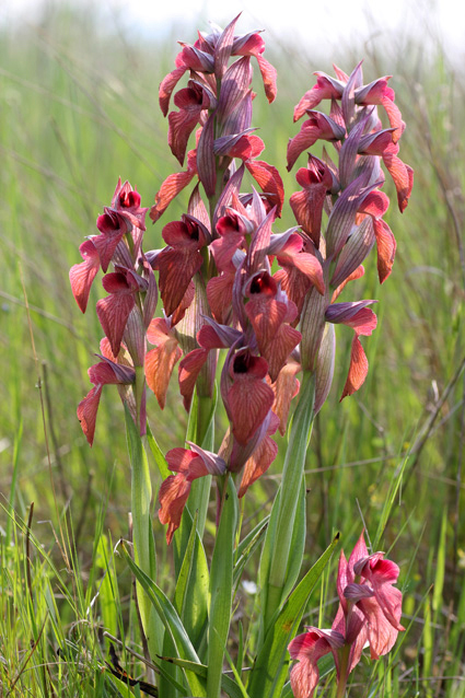 Orchidee dal lago di Sibolla