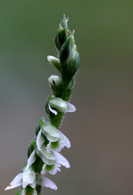 Spiranthes spiralis in Toscana