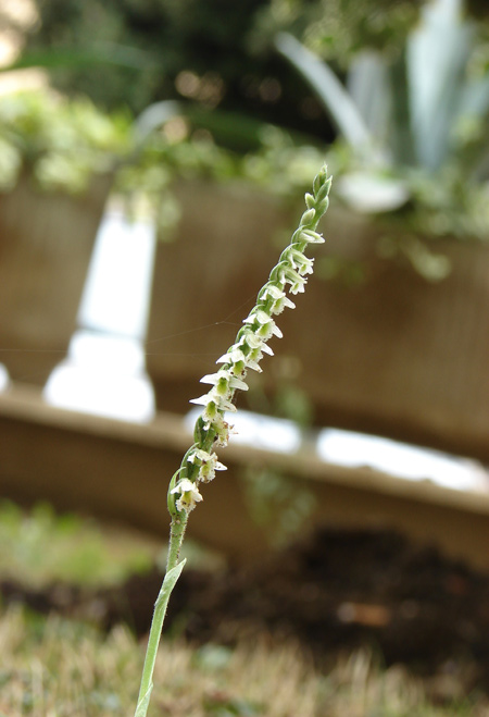 Spiranthes spiralis in Toscana