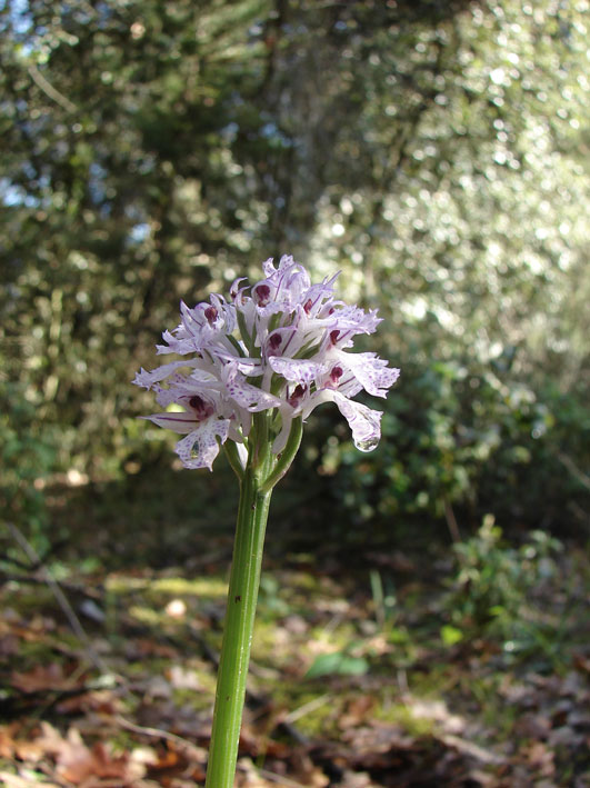 Orchidee del Valdarno Empolese