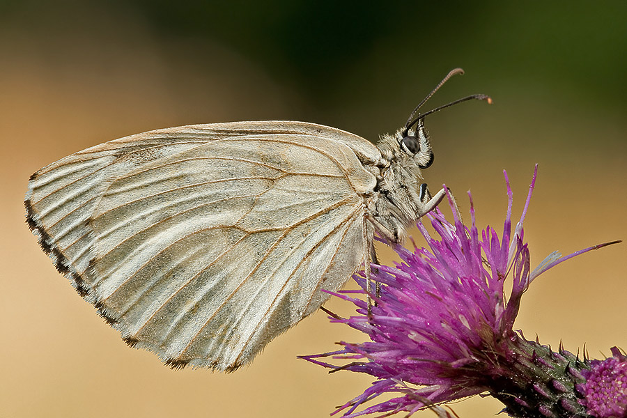 aporia crataegi? - Melanargia galathea f. leucomelas