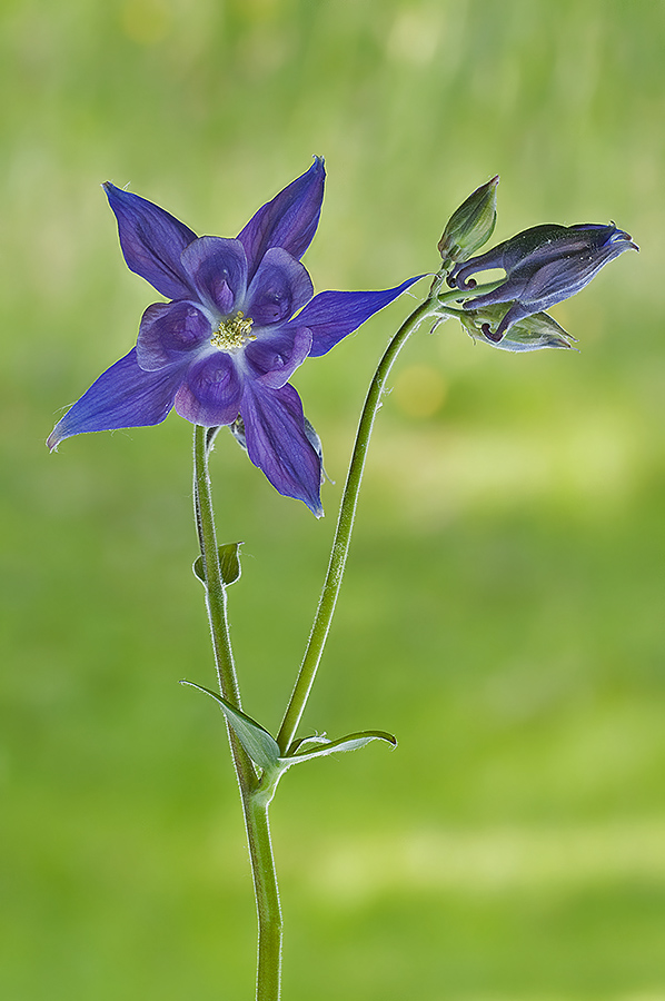 Aquilegia vulgaris