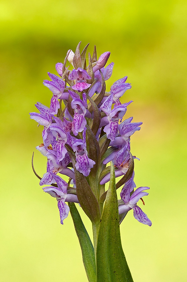 Dactylorhiza incarnata