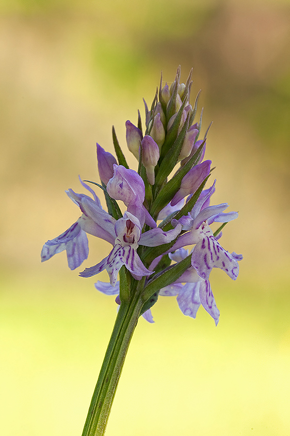 altra Dactylorhiza? o la stessa?(Dactylorhiza maculata s.l.)