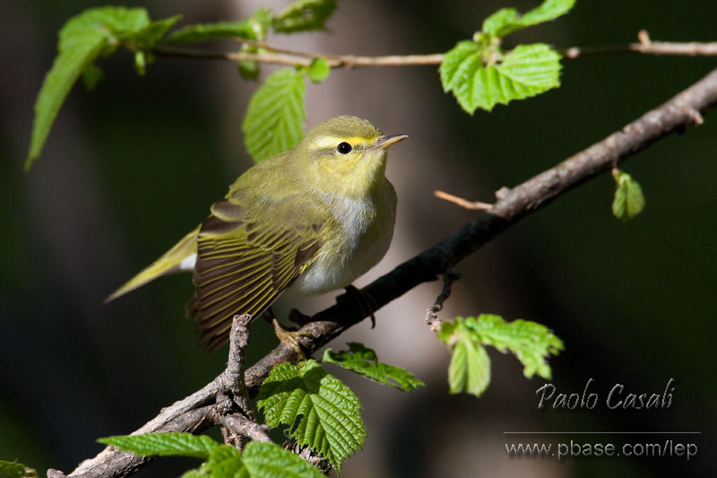 Una fotina di lui verde