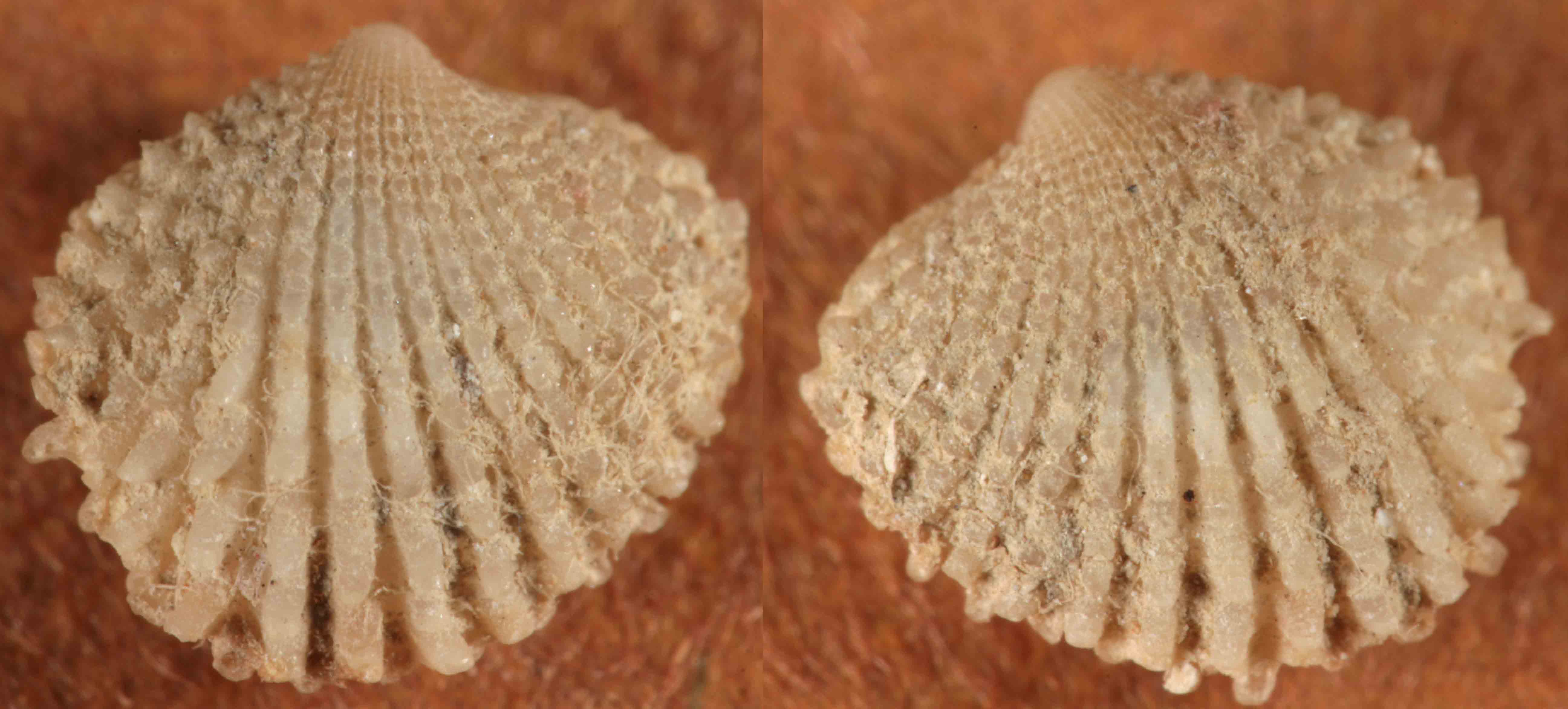 bivalve da identificare