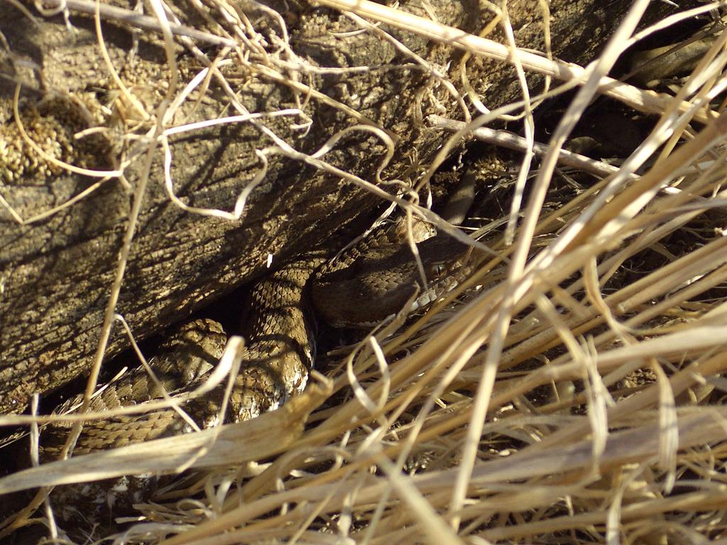 Vipera aspis (la mia prima volta)