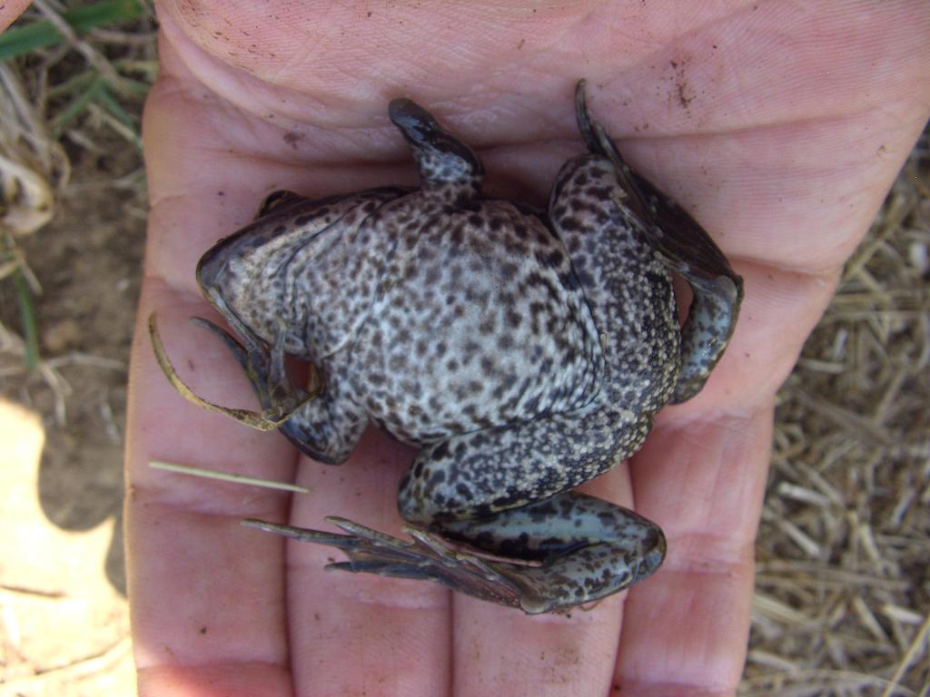 Rana particolare - Pelophylax sp. e Bufo balearicus mutilati