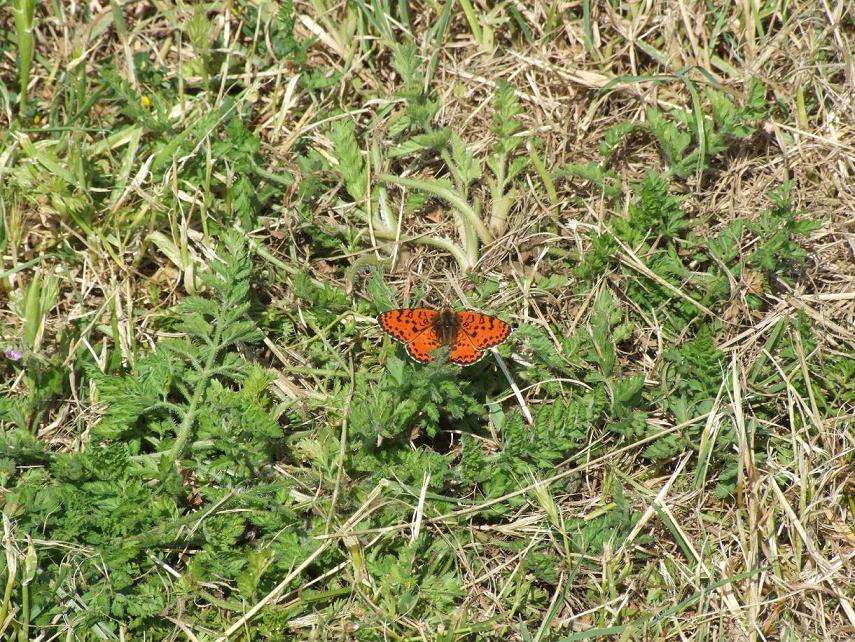 Identificazione - Melitaea didyma