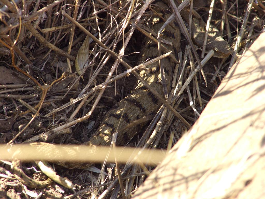 Vipera aspis (la mia prima volta)