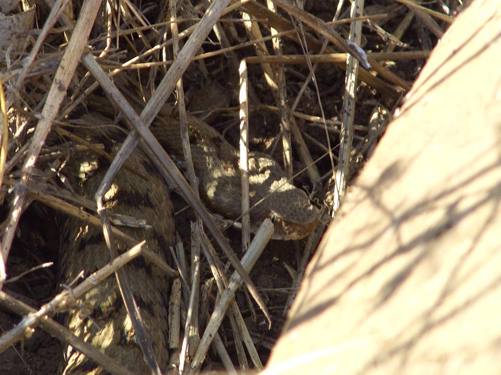 Vipera aspis (la mia prima volta)