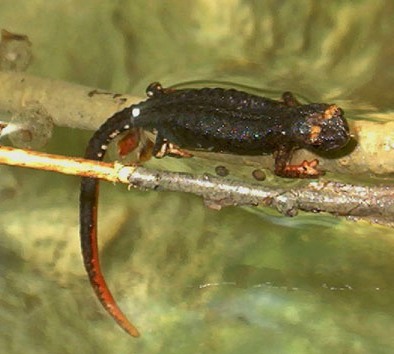 La salamandrina nel Parco nazionale dei Monti Sibillini
