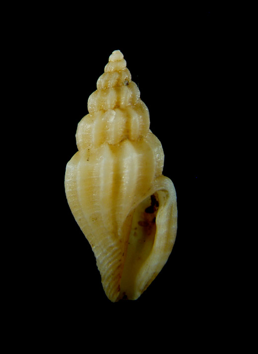 Mangelia unifasciata