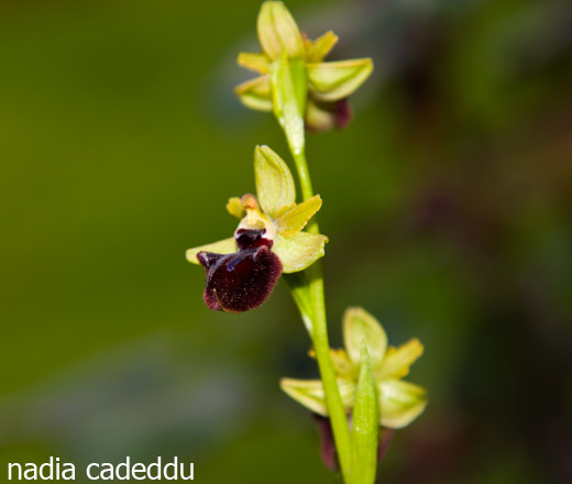 Ophrys incubacea