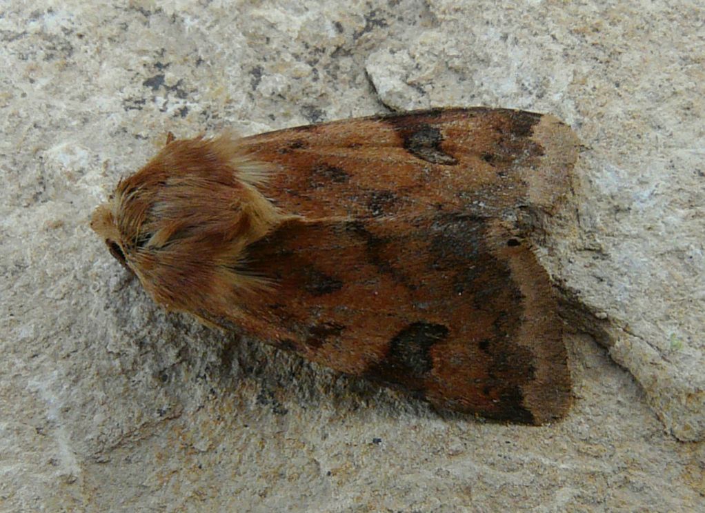 Noctuid from Southern Crete : Heliothis peltigera