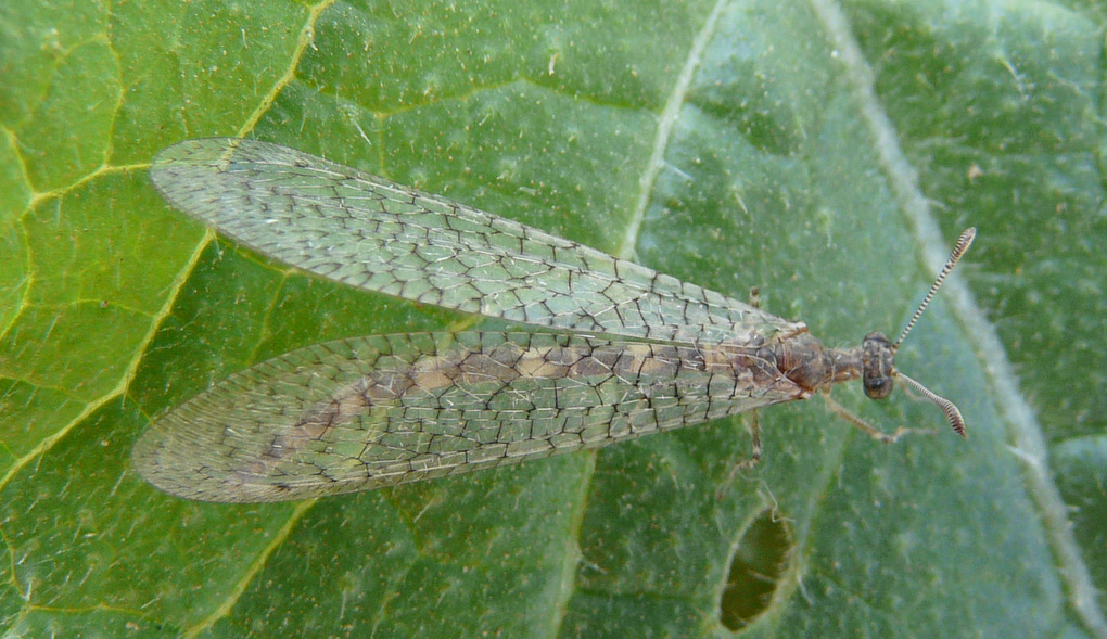 first neuroptera of 2010 in Crete (Delfimeus irroratus)