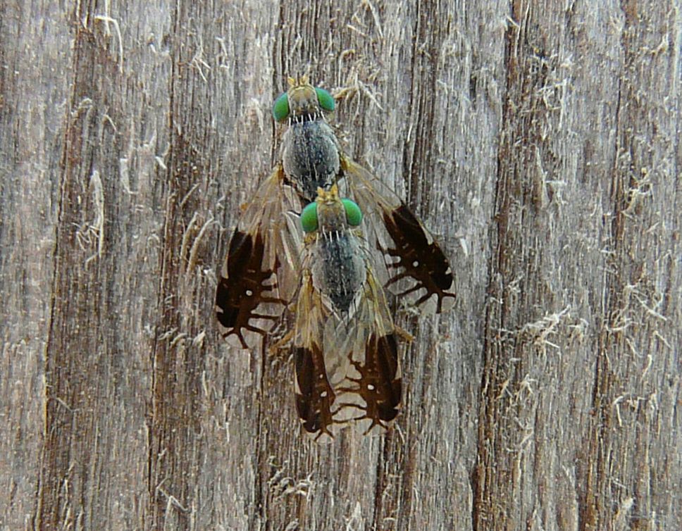 from southern crete cf. Capitites ramulosa (Tephritidae),