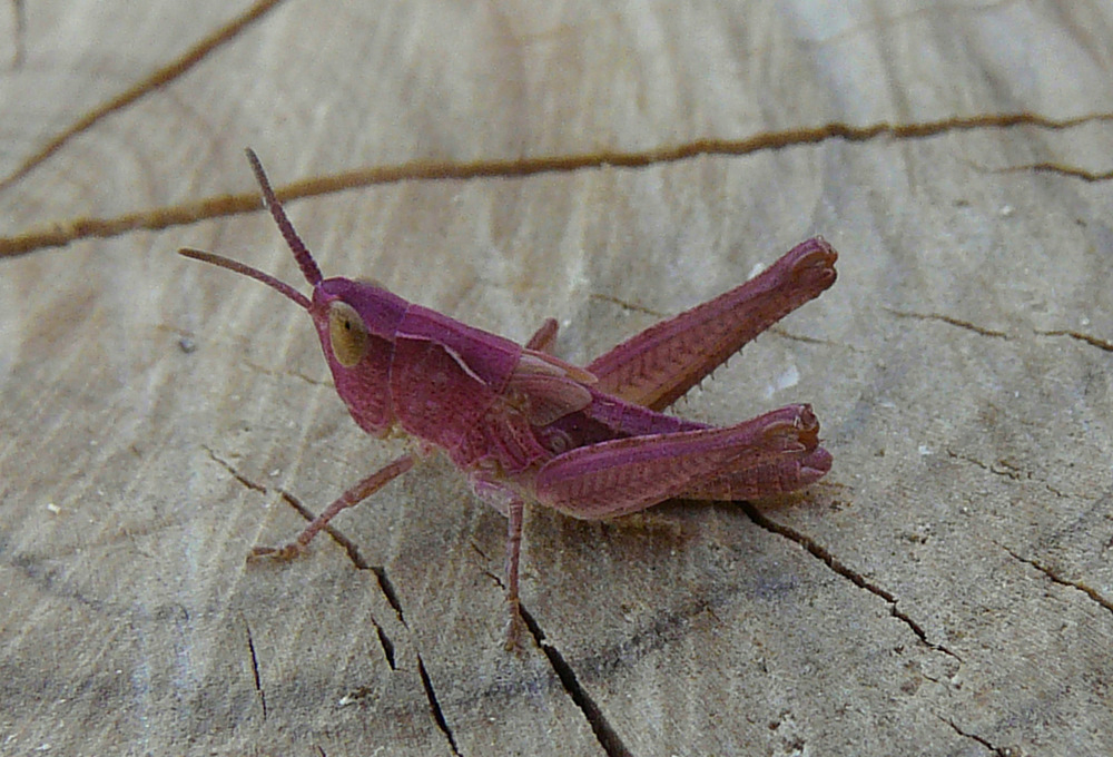 JUVENILE DA crete: Chorthippus (Glyptobothrus) sp.