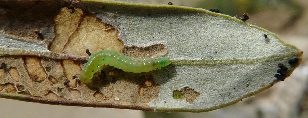 LARVA DI? identification