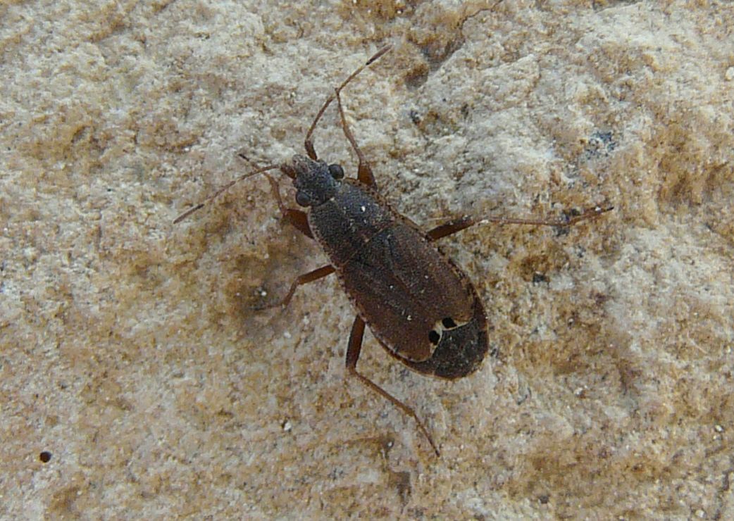 Lygaeidae: Ischnopeza pallipes da Creta