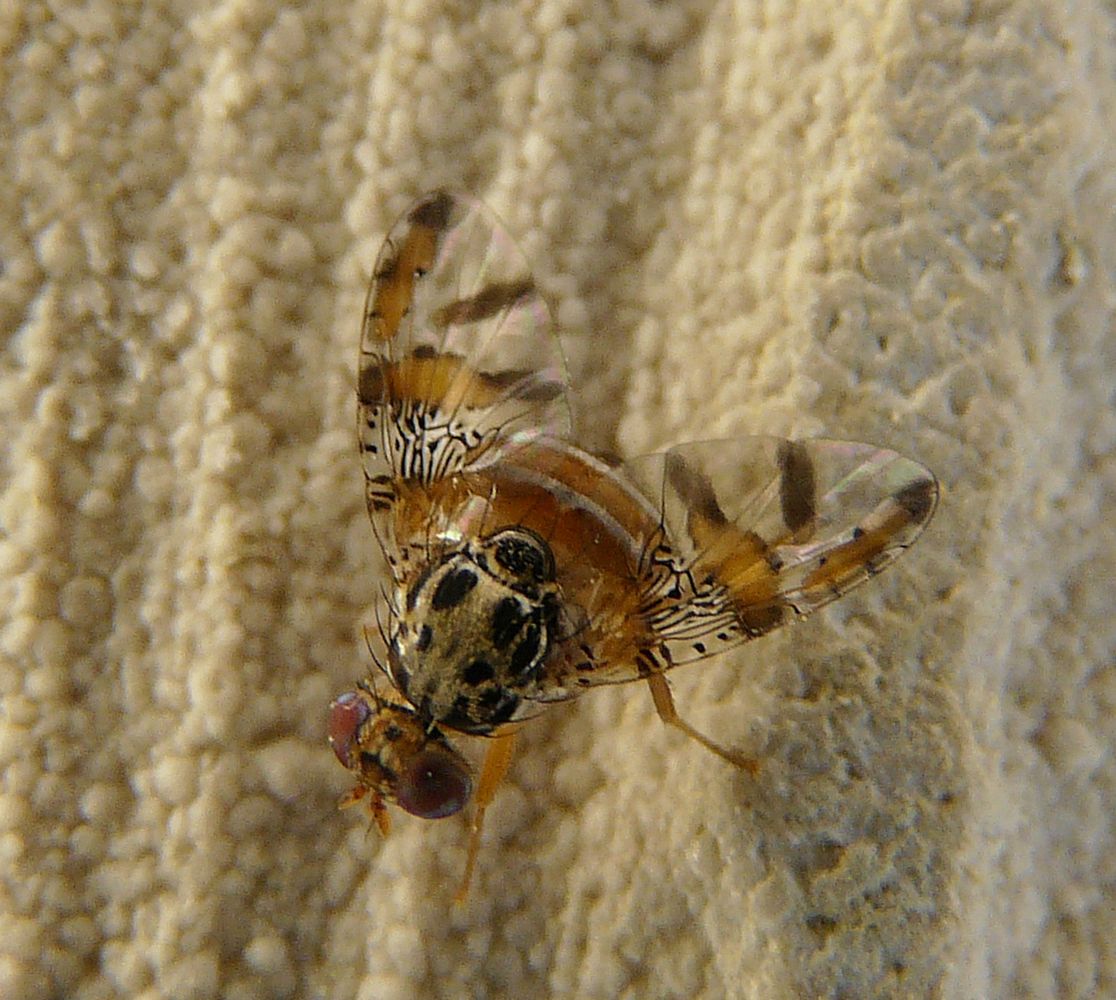 Da Creta: Ceratitis capitata (Tephritidae)