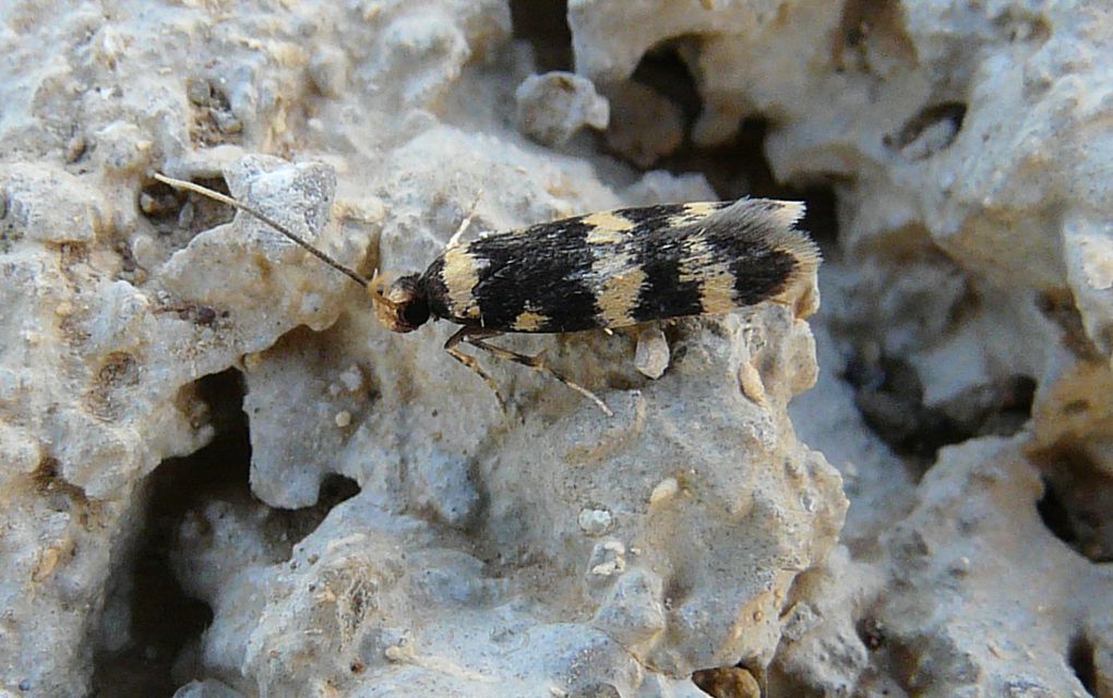 elachistidae? da creta