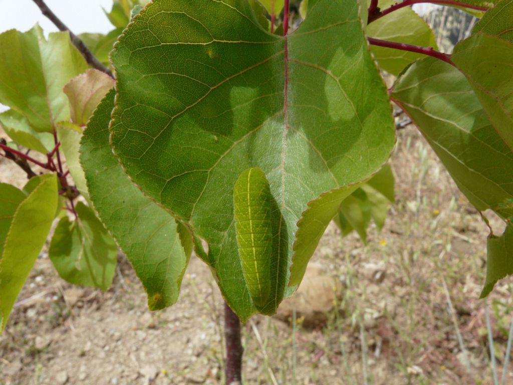 brucco sur Prunus armeniaca