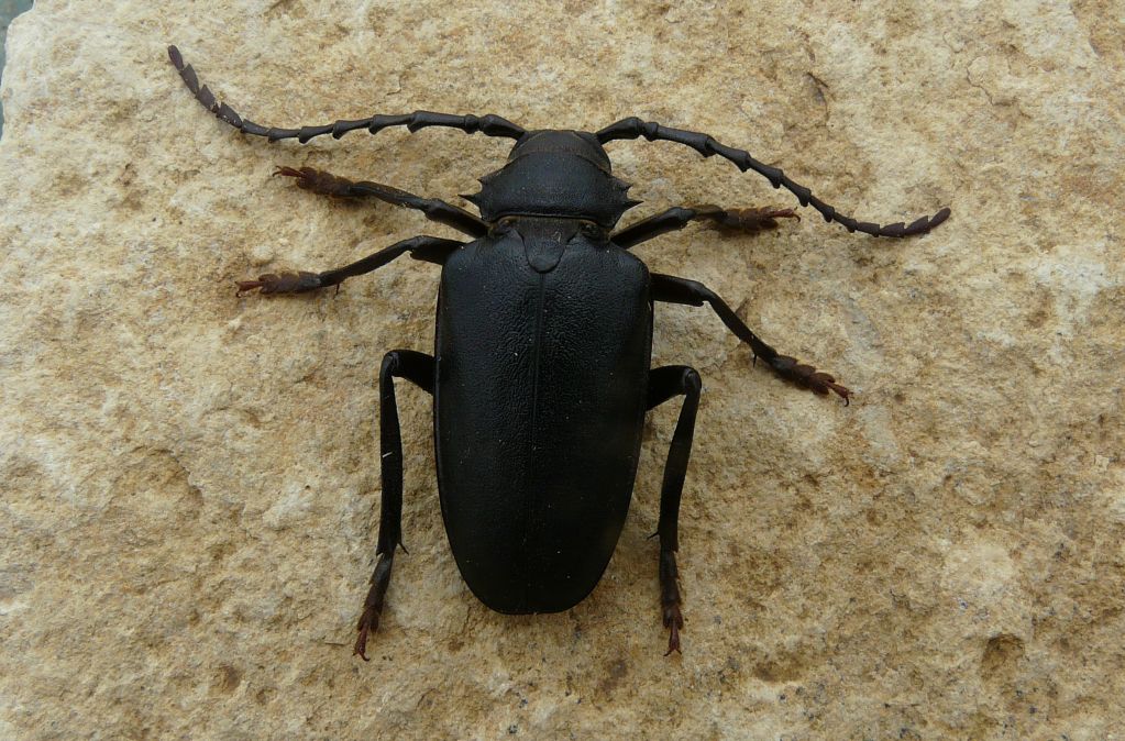 DA CRETA carabidae?No, Mesoprionus besikanus!!