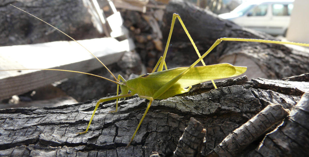 Acrometopa da creta: Acrometopa cretensis