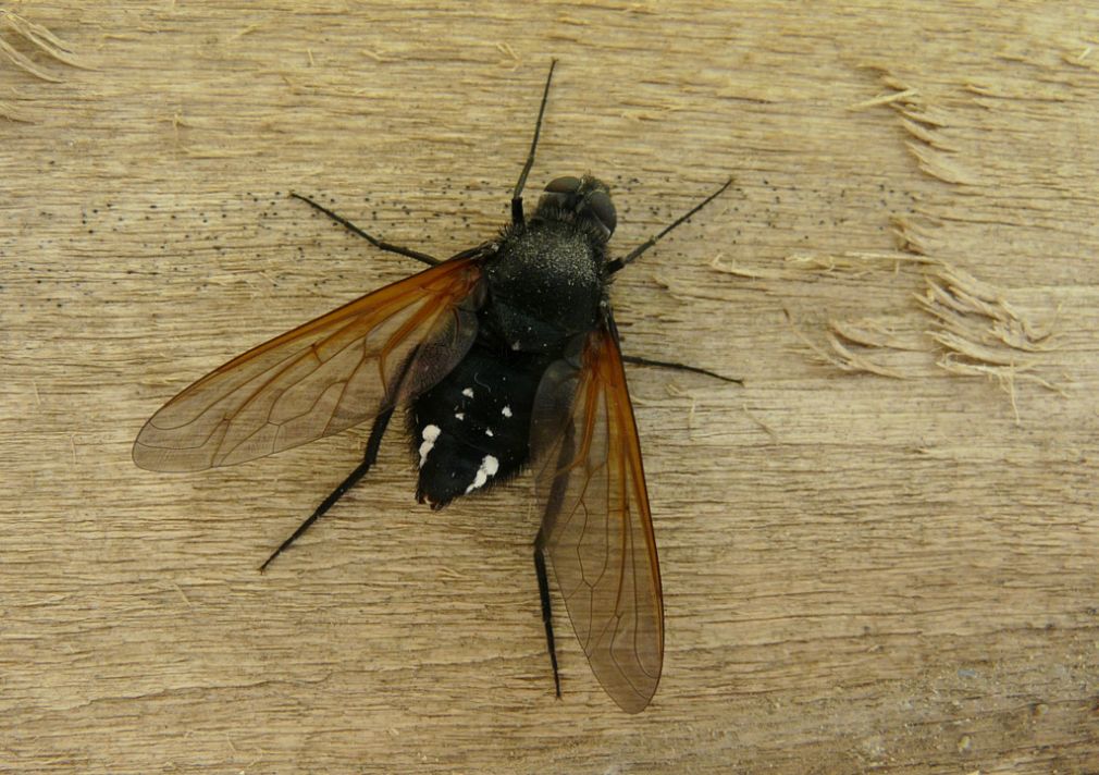 da creta una grande Bombyliidae: Satyramoeba hetrusca