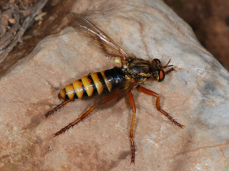 Dittero Asilidae: Saropogon sp., femmina