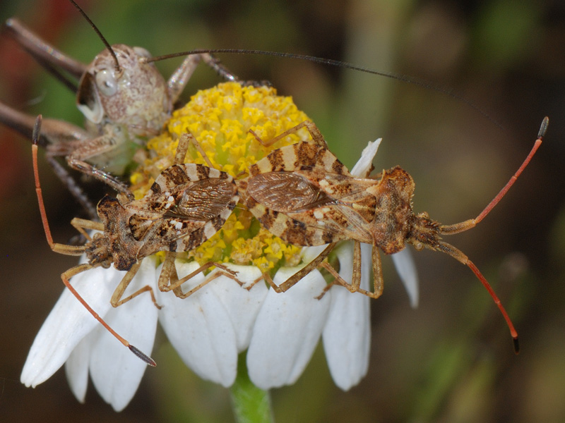 Centrocoris spiniger